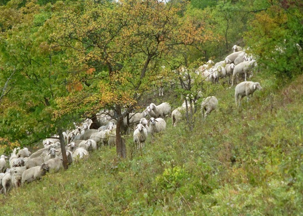 Schafe im Einsatz, auch wenn der Zaunbau aufgrund des Geländes zu aufwendig oder unmöglich ist (Foto: RAG Saale-Holzland, A. Schwarz)